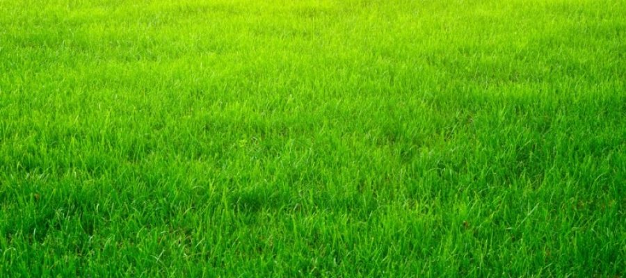 Tipo Planta (Grass), características e curiosidades 