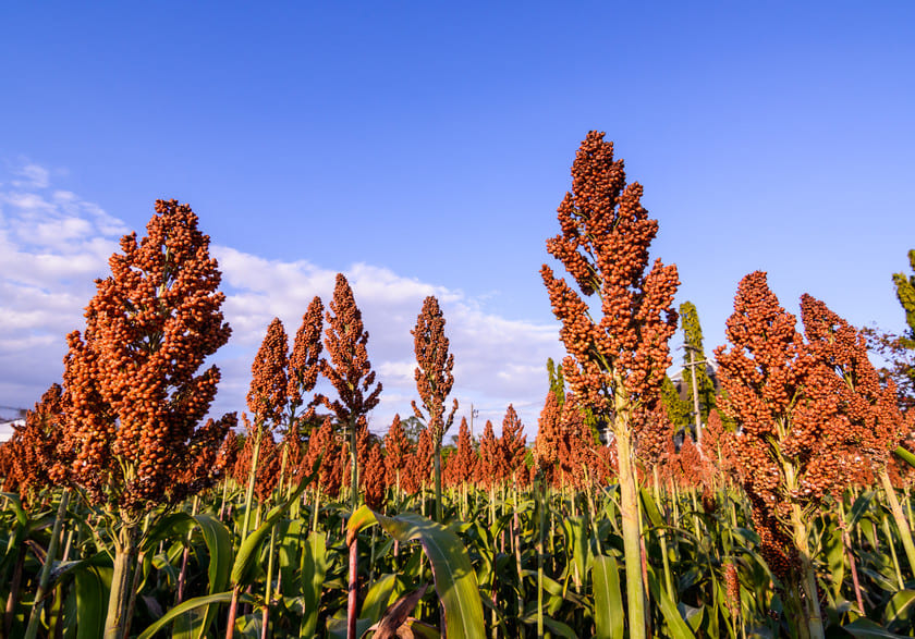 PDF) Época de semeadura de braquiárias em consórcio com sorgo